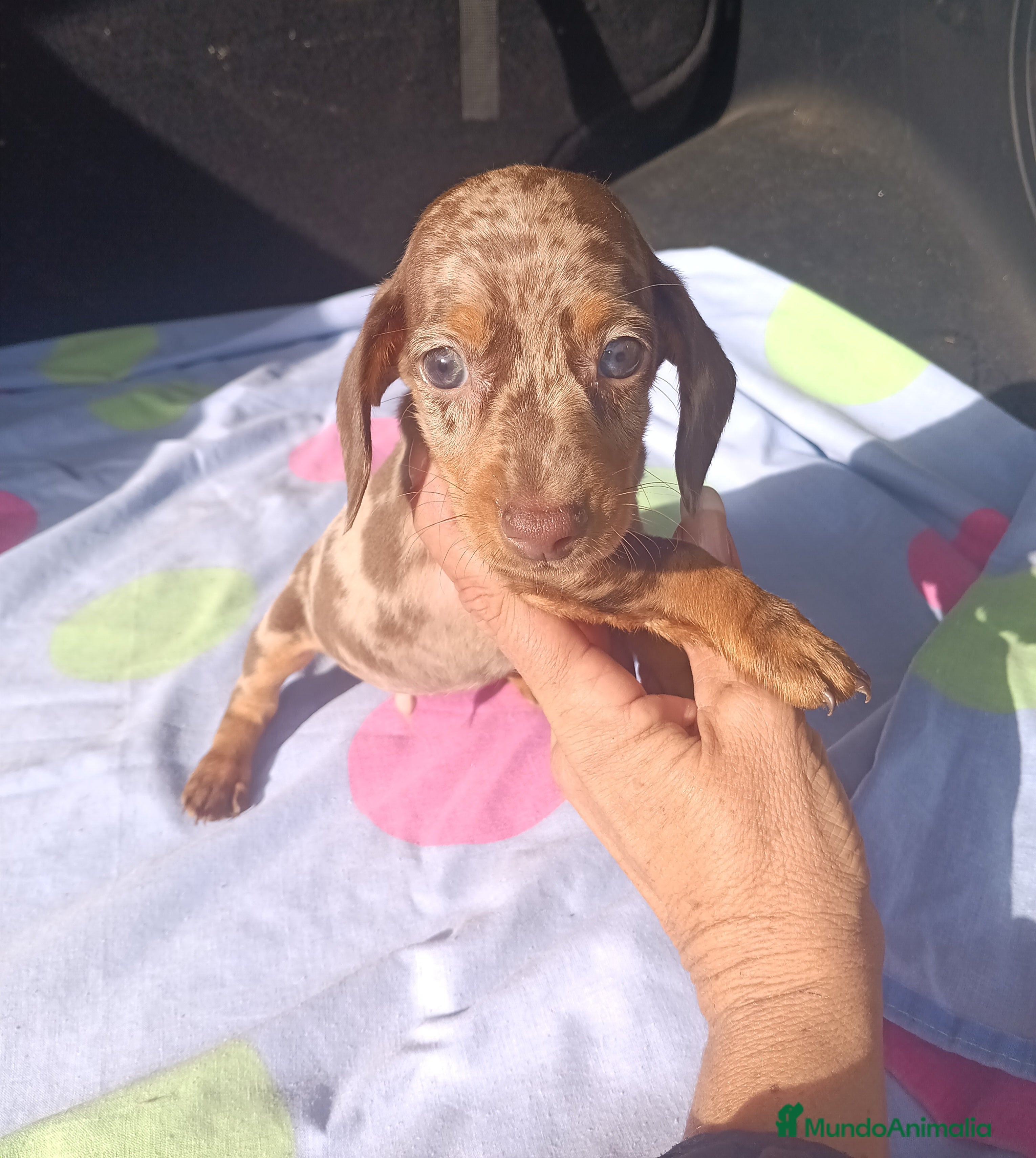 Teckel Miniatura perros Teckels Arlequin - Anuncio 32