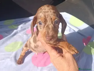 Teckel Miniatura perros Teckels Arlequin - Anuncio 32