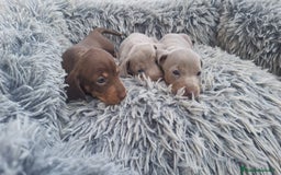 Teckel Miniatura perros en venta: Teckel kanichen hembras disponibles  - Imagen 2