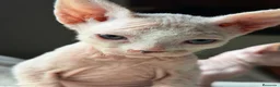 Sphynx gatos en venta: Sphynx blancos y bicolor - Anuncio 5