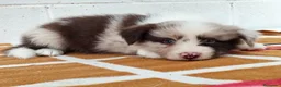 Border Collie perros en venta:     Border Collie de excelencia ⭐ - Anuncio 3