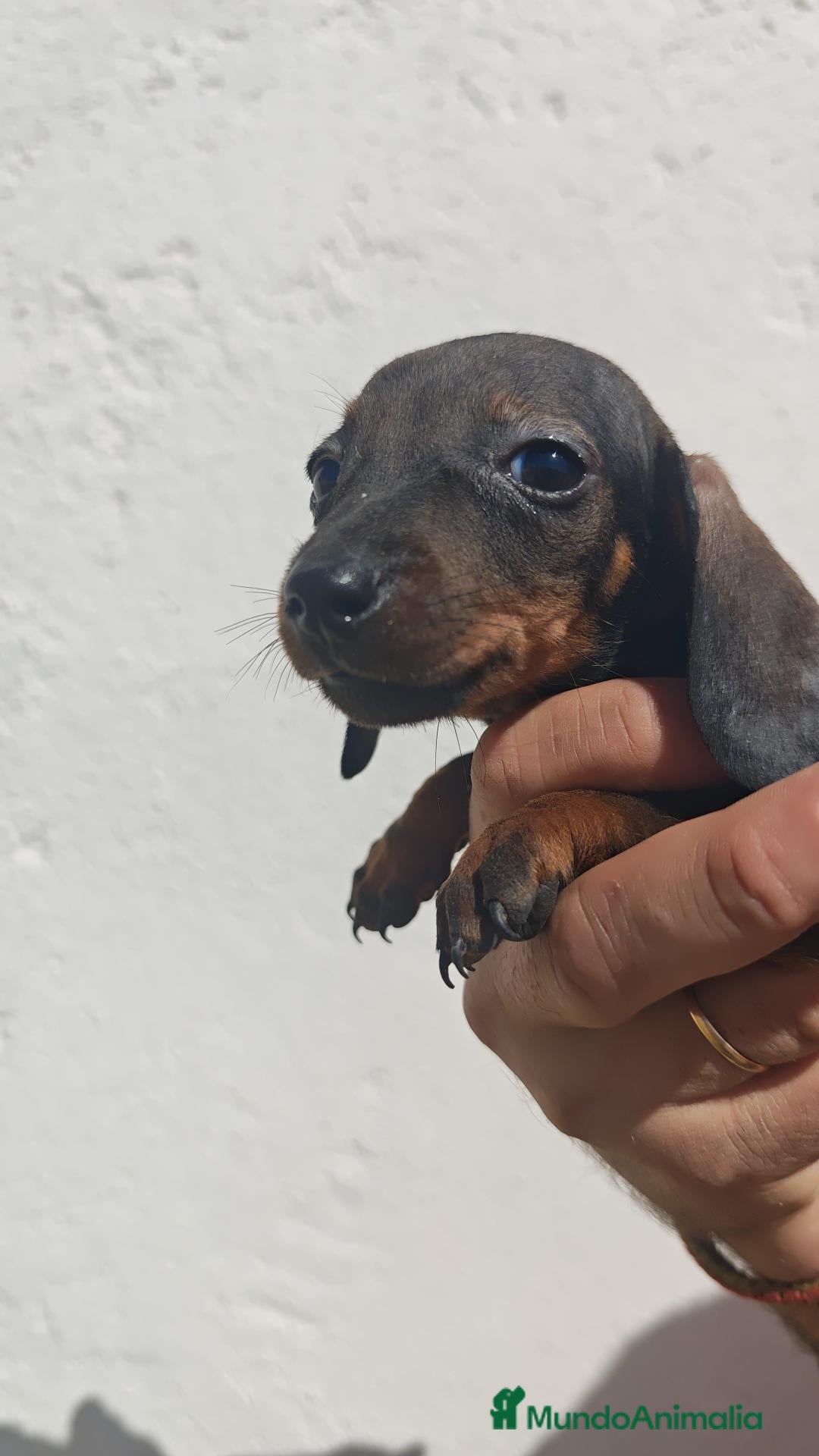 Teckel Miniatura perros Precioso teckel miniatura - Anuncio 1
