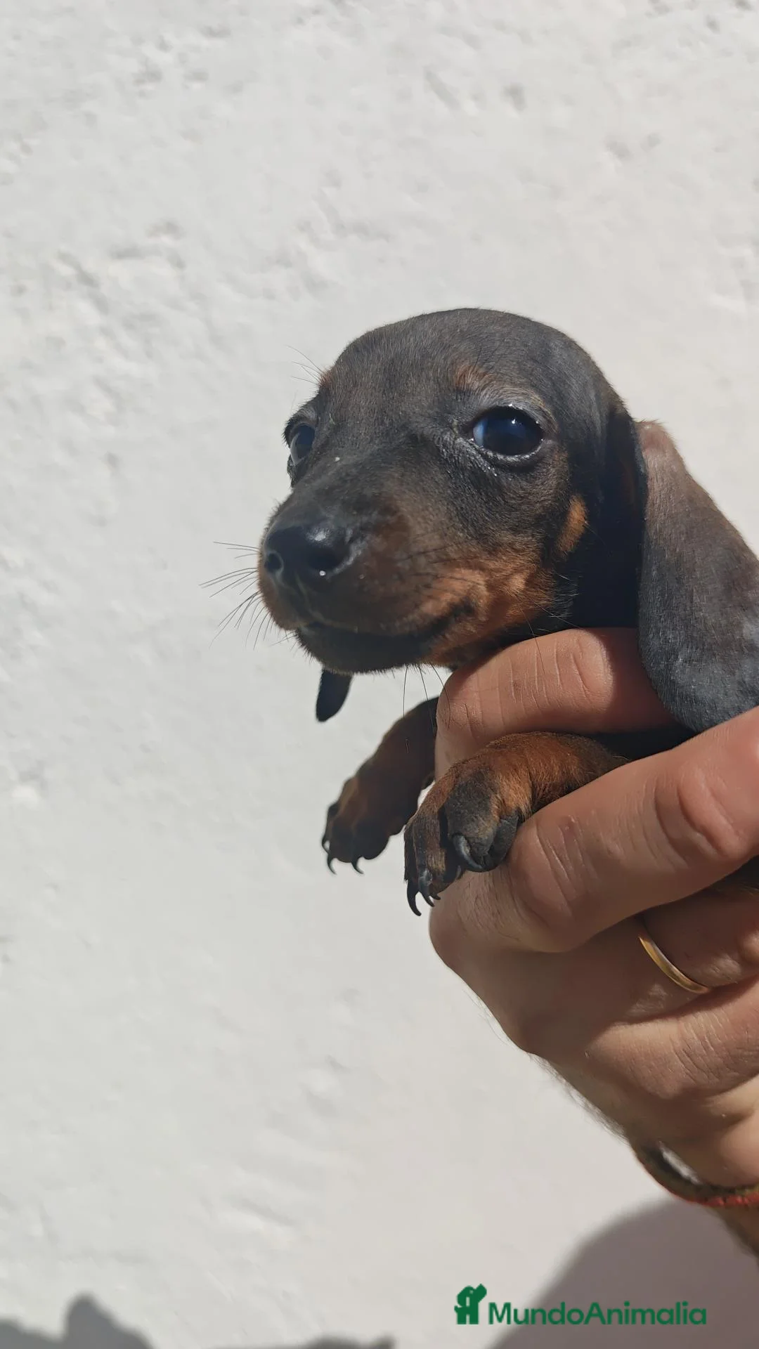 Teckel Miniatura perros en venta: Precioso teckel miniatura - Anuncio 1
