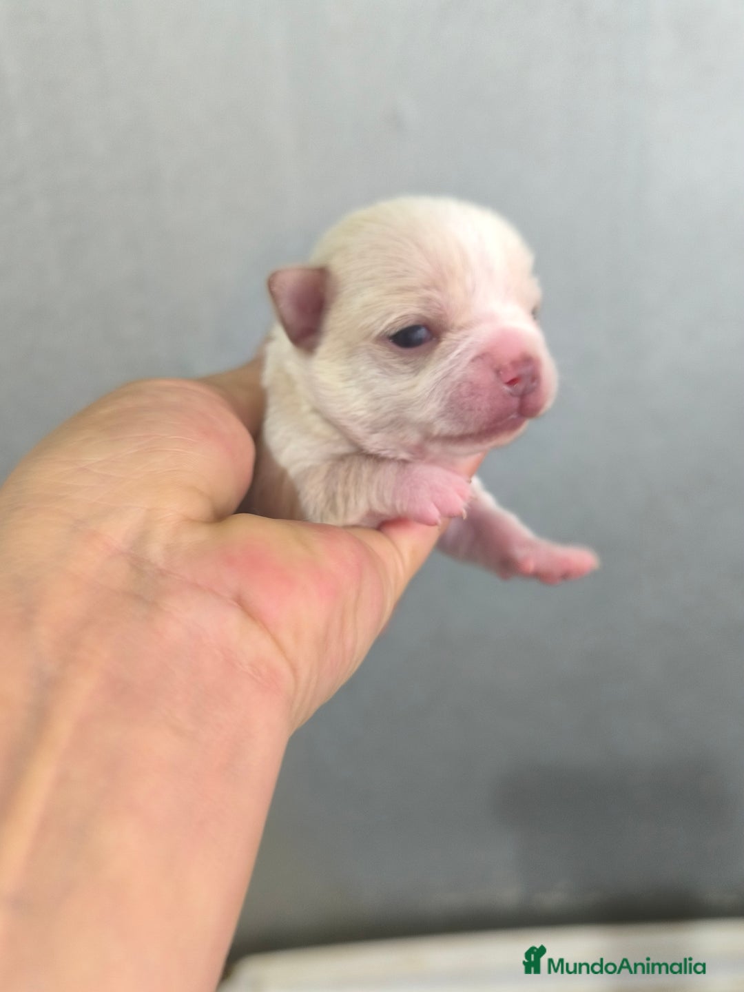 Chihuahua perros en venta: Chihuahua toy - Anuncio 3