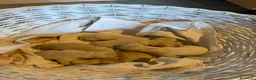 Golden Retriever perros en venta: Golden retriever - Anuncio 8