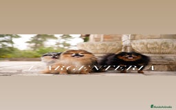Pomerania perros en venta: camada pomerania  - Imagen 3
