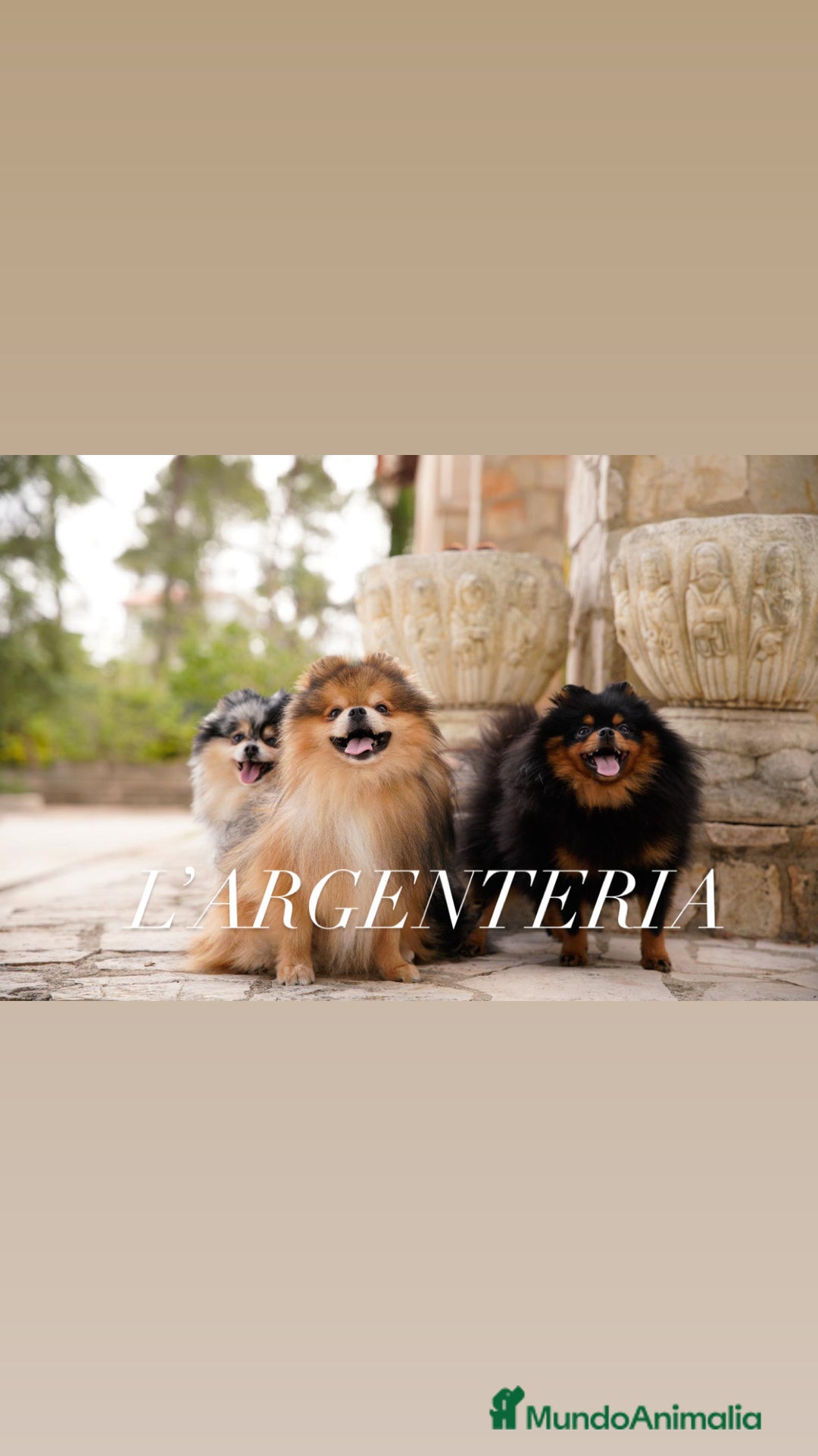 Pomerania perros en venta: camada pomerania  - Imagen 3