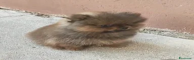 Pomerania 2
