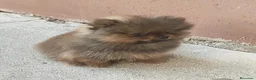 Pomerania perros en venta: Pomerania miniatura  - Anuncio 2