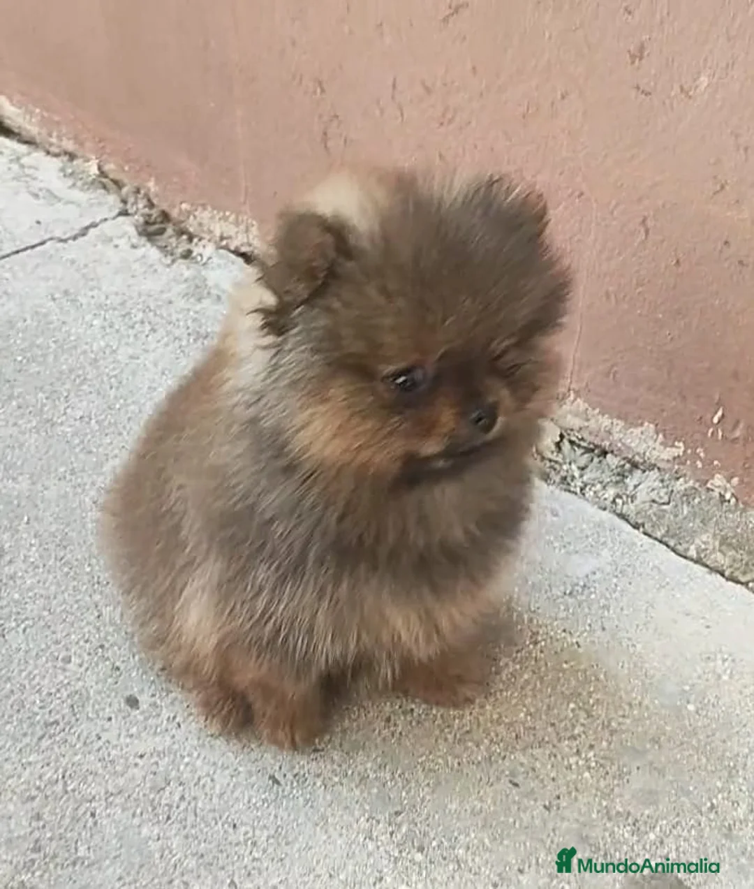 Pomerania perros en venta: Pomerania miniatura  - Anuncio 2