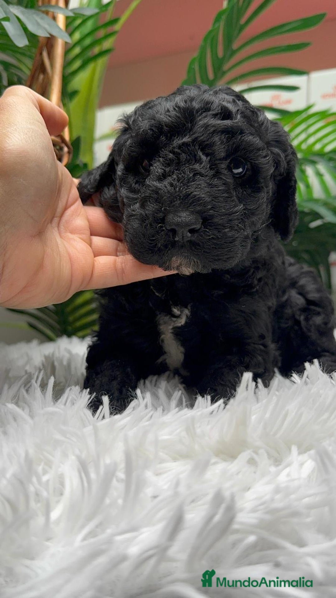 Perro de Agua Español perros en venta: PERRO DE AGUA ESPAÑOL - Anuncio 9