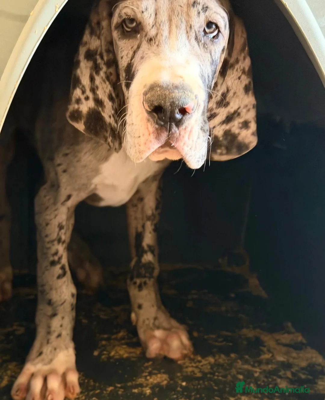 Dogo Alemán perros en venta: DOGO ALEMÁN ( GRAN DANÉS) - Anuncio 1