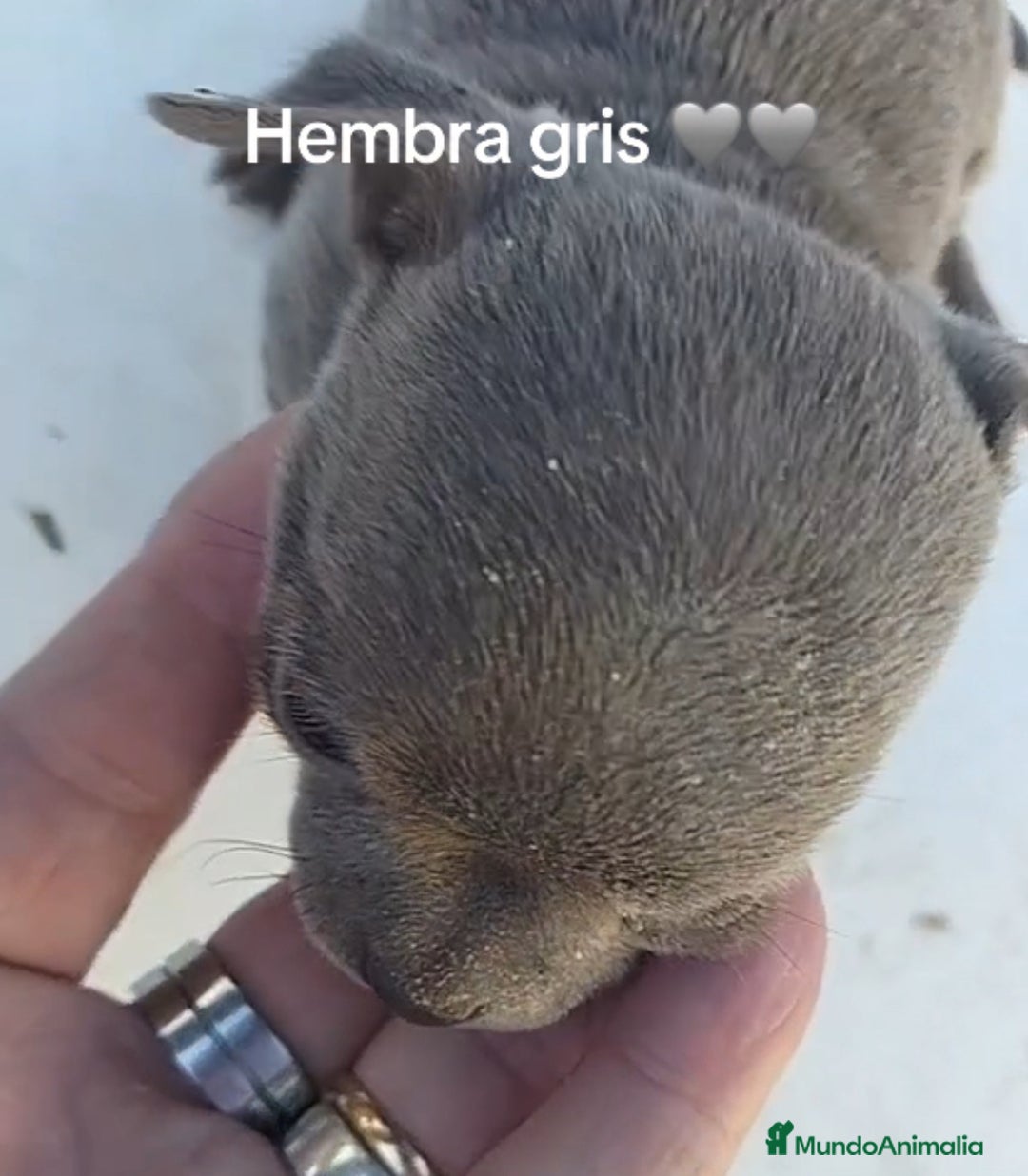 Chihuahua perros en venta: Chihuhua blue  - Anuncio 1