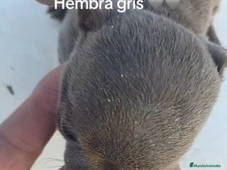 Chihuahua perros Chihuhua blue - Anuncio 1