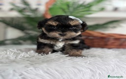 Raza Mixta perros en venta: YORKIPOO - Anuncio 15