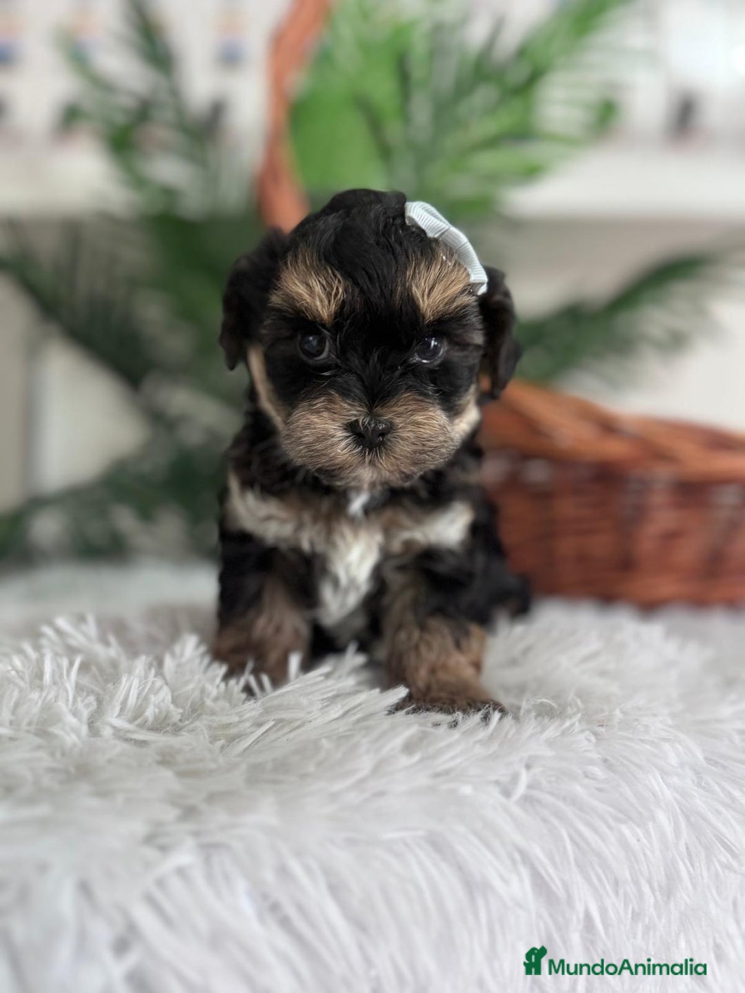 Raza Mixta perros en venta: YORKIPOO - Anuncio 15