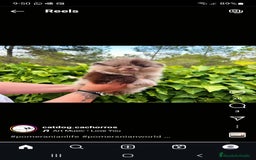Pomerania perros en venta: Pomerania mini exótico  - Imagen 4