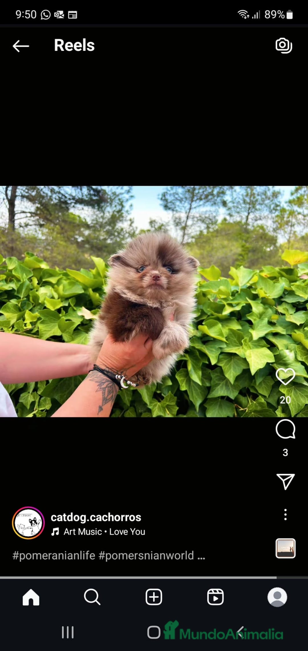 Pomerania perros en venta: Pomerania mini exótico  - Imagen 4
