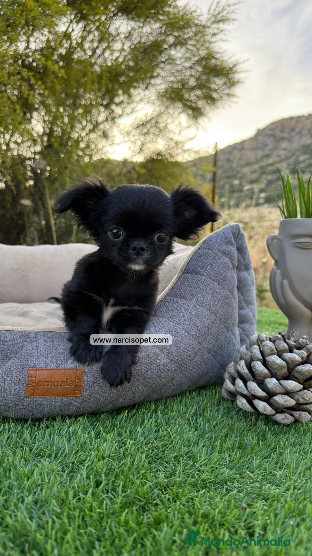 Chihuahua perros en venta: CHIHUAHUA PELO LARGO MACHITO - Imagen 5