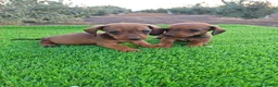 Teckel Miniatura perros en venta: Teckel miniatura - Anuncio 4