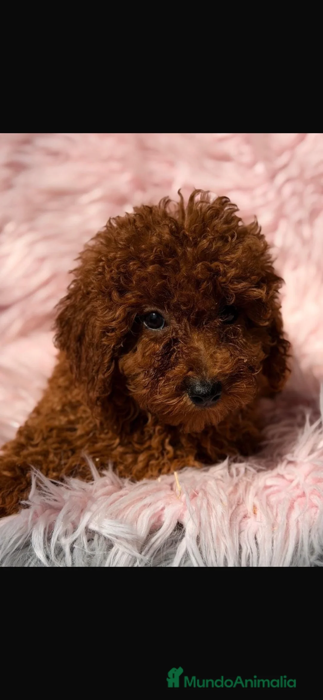Caniche Enano perros en venta: Camada de caniches enanos - Anuncio 2