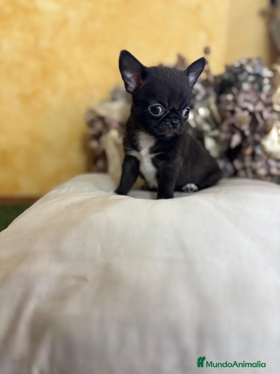 Chihuahua perros en venta: Chihuahuas líneas rusas muy bonitos!! - Anuncio 6
