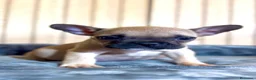 Bulldog Francés perros en venta: Cachorros bulldog francés  - Anuncio 2