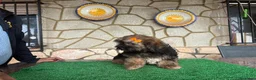 Shih Tzu perros en venta: Machitos - Anuncio 3