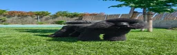 Caniche Gigante perros en venta: Cachorros de caniche gigante apricot - Anuncio 8