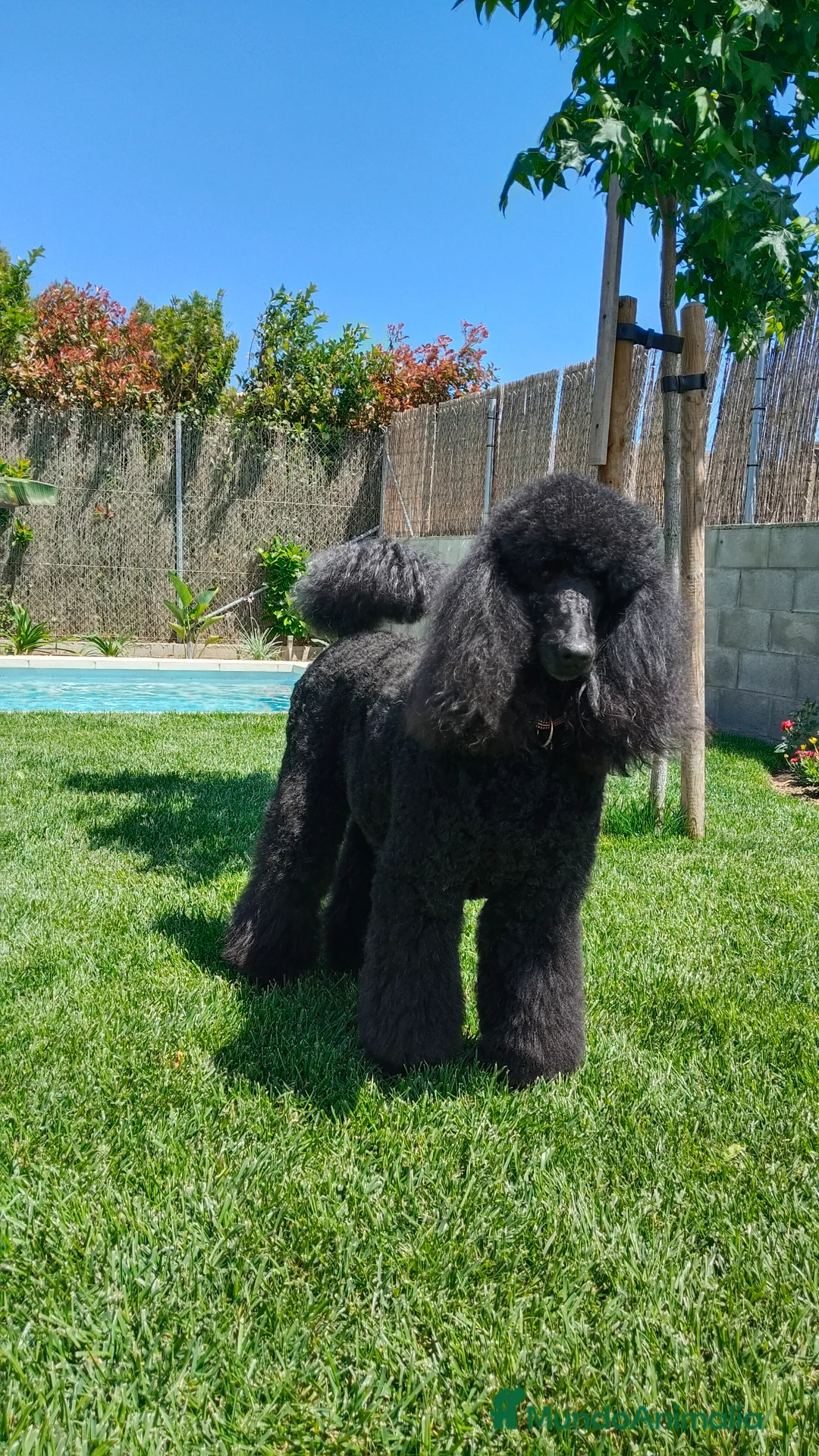 Caniche Gigante perros en venta: Cachorros de caniche gigante apricot - Anuncio 8