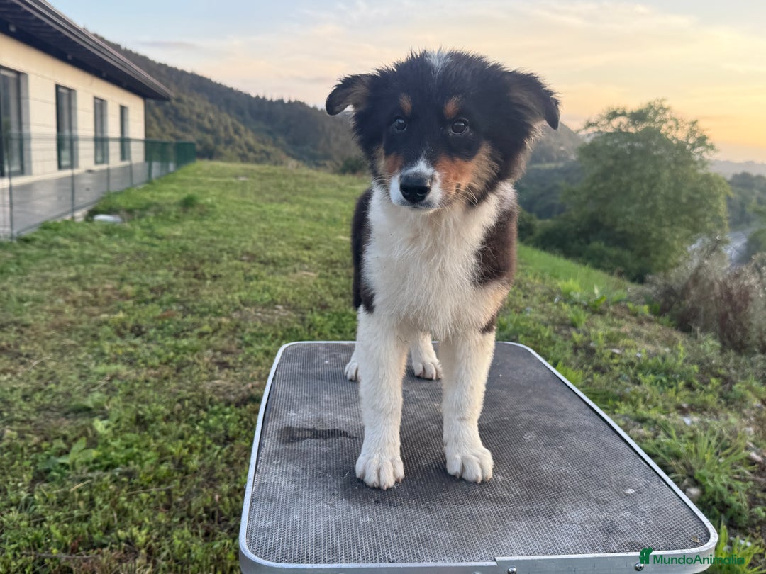 Pastor Australiano perros en venta: Preciosos cachorros de Pastor Australino  - Imagen 1