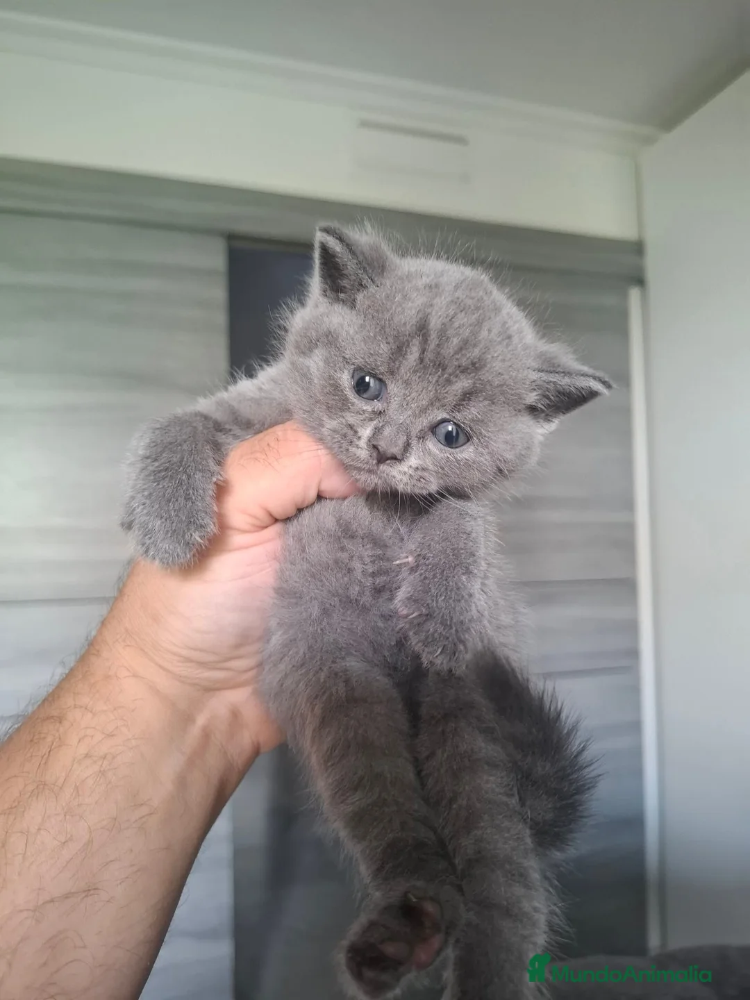 Británico de Pelo Corto Azul gatos en venta: British blue en Málaga - Anuncio 9