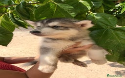 Husky Siberiano perros en venta: Husky siberiano ♀️♂️ - Imagen 1