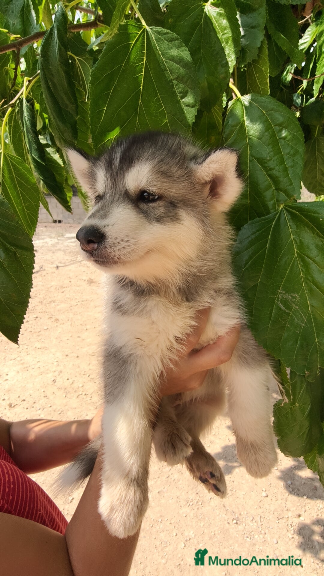 Husky Siberiano perros en venta: Husky siberiano ♀️♂️ - Imagen 1