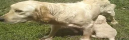 Golden Retriever perros en venta: Golden retriever  - Anuncio 8