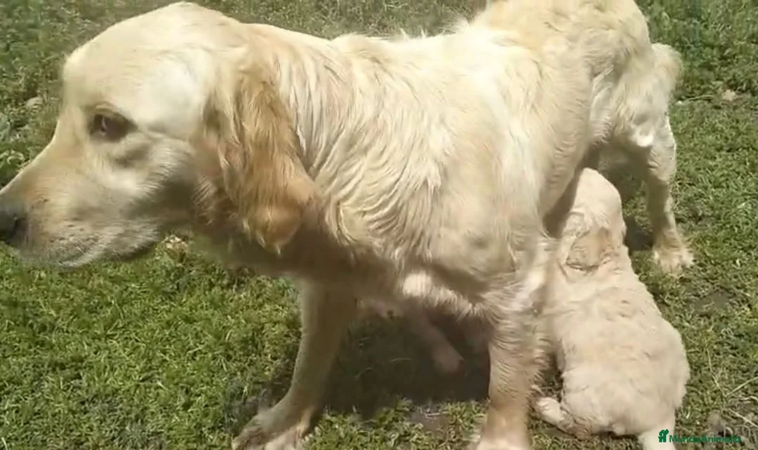 Golden Retriever perros en venta: Golden retriever  - Anuncio 8