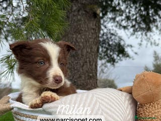 Border Collie perros BORDER COLLIE CHOCOLATE BEBE en Asturias - Anuncio 7