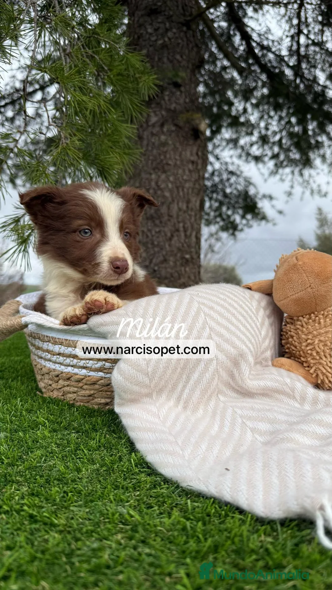 Border Collie perros en venta: BORDER COLLIE CHOCOLATE BEBE en Asturias - Anuncio 1