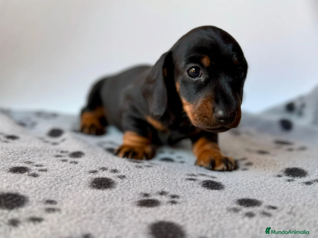 Teckel Miniatura perros en venta: TECKEL KANINCHEN TECKEL DEL PALMERAL CONÓCENOS - Anuncio 4