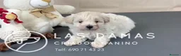 Pomapoo perros en venta: Pomapoo disponibles - Anuncio 3