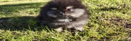 Pomerania perros en venta: ESPECTACULAR HEMBRITA DE SUPER POMY TOY - Anuncio 9