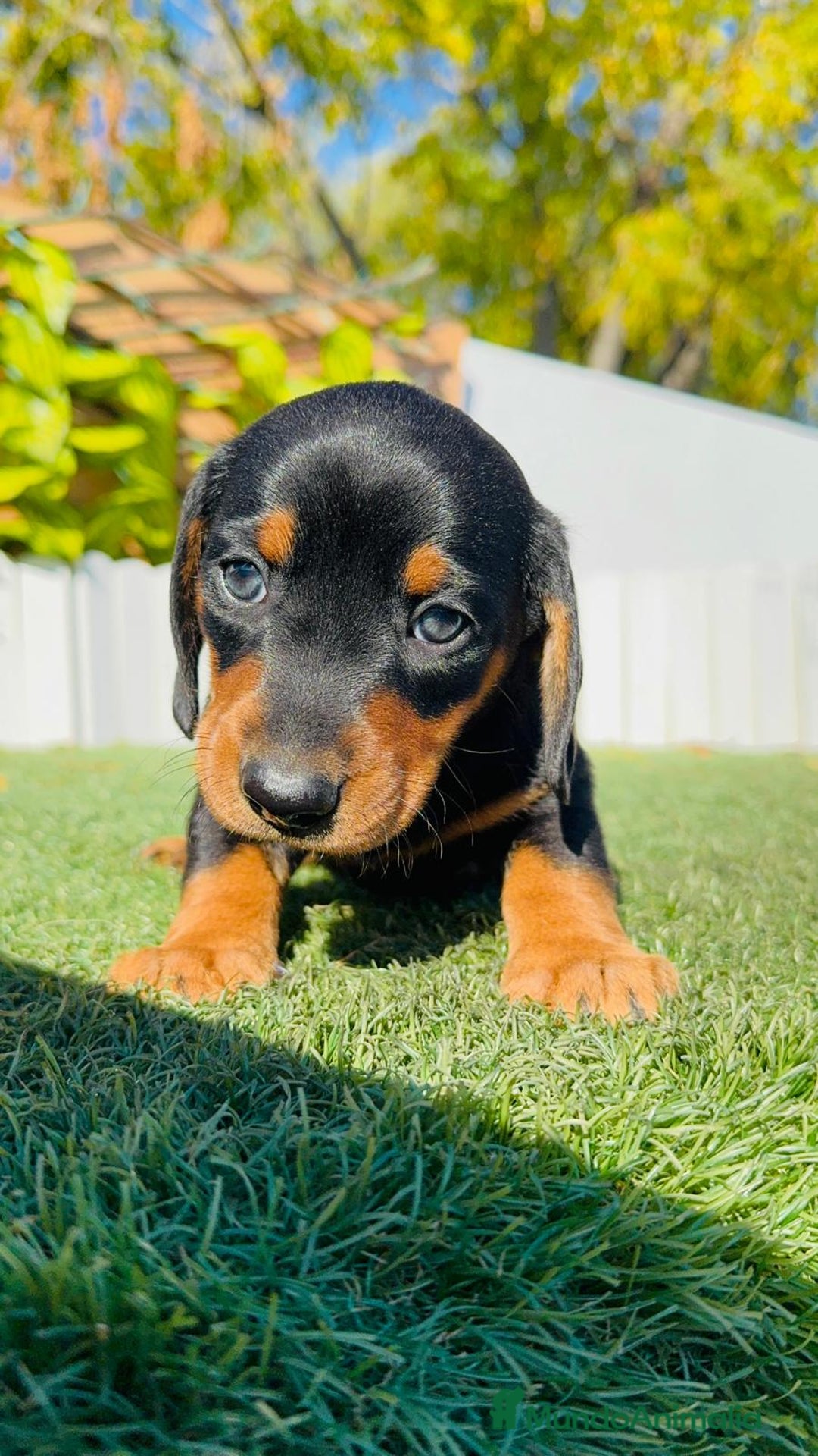 Teckel Miniatura perros en venta: TECKEL MINIATURA - Anuncio 19