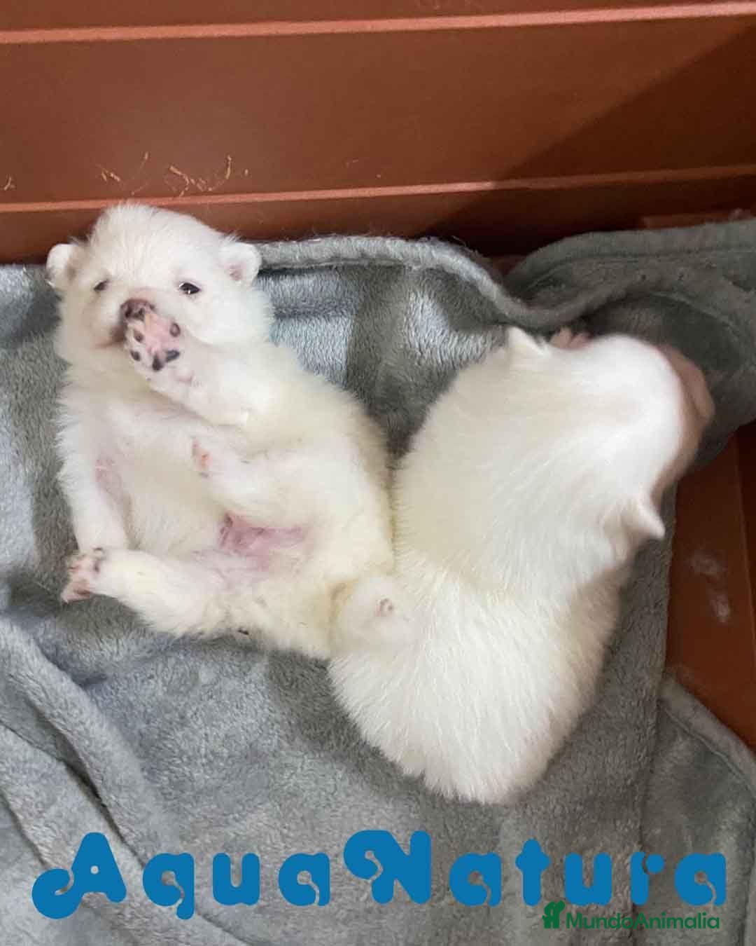 Pomerania perros Camada Pomerania de Grana y Pompom - Anuncio 1