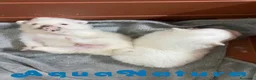 Pomerania perros en venta: Camada Pomerania de Grana y Pompom - Anuncio 1