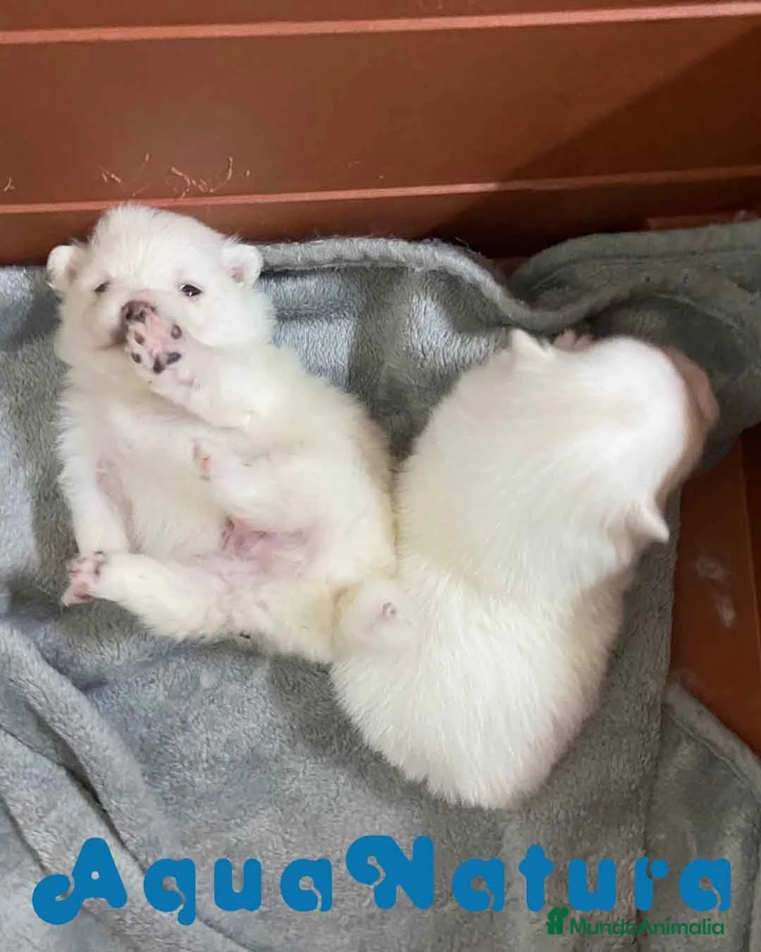 Pomerania perros en venta: Camada Pomerania de Grana y Pompom - Anuncio 1