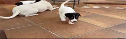 Ratonero Bodeguero Andaluz perros en venta: Impresionante bodeguero andaluz  - Anuncio 2