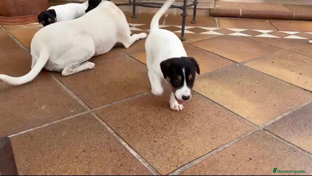 Ratonero Bodeguero Andaluz perros en venta: Impresionante bodeguero andaluz  - Anuncio 2