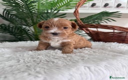 Maltipoo perros en venta: MALTIPOO - Imagen 9