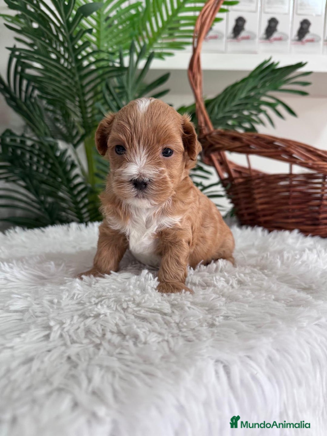 Maltipoo perros en venta: MALTIPOO - Imagen 9