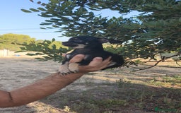 Chihuahua perros en venta: Chihuahua Macho  - Imagen 1
